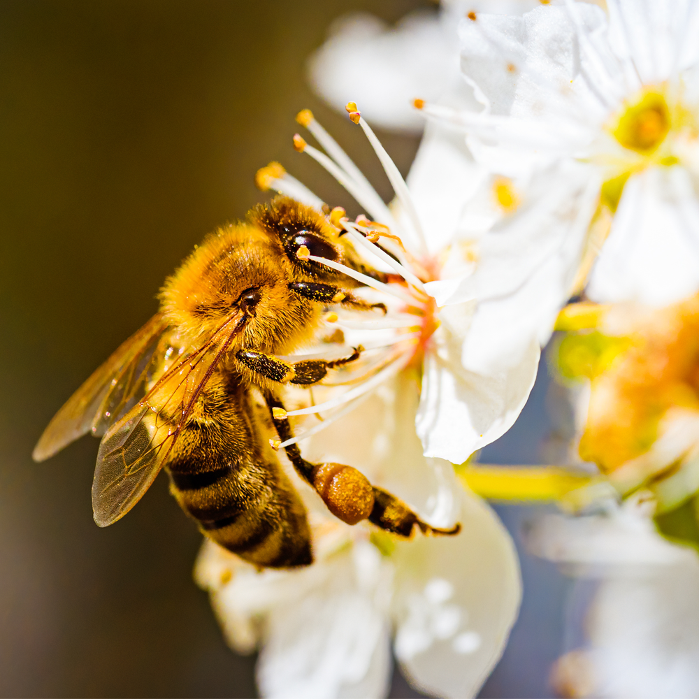 A honeybee on a flower